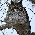 Great Horned Owl