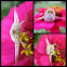 White Crab Spider