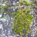 Moss