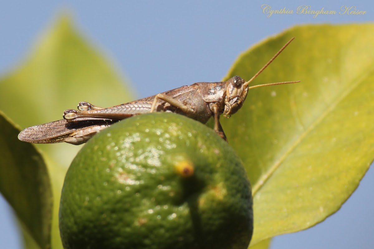 Gray Bird Grasshopper