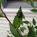 Japanese beetle