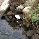 Snowy Egret