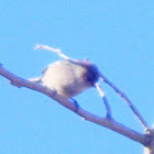 Bushtit