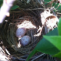 Eastern towhee