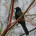 Common Grackle