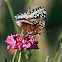 Nokomis Fritillary