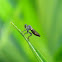 robber fly