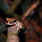 Common Bromeliad Treefrog