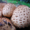 shaggy scalycap