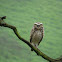Burrowing owl