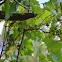 Wild grape
