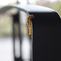 Yellow caterpillar