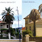 Palmera atacada por el picudo rojo
