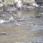 Grey wagtail