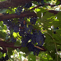 Black Grapes