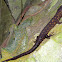 Night lizard