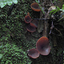 Pig's Ears