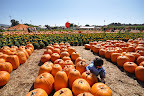 I guess they don't call this pumpkin patch for nothing.