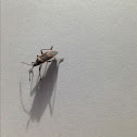 Boxelder Bug