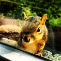 Fox Squirrel