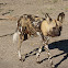 African Wild Dog