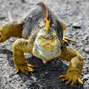 Galapagos Land Iguana