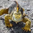 Galapagos Land Iguana