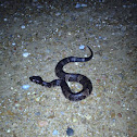 Western Cottonmouth