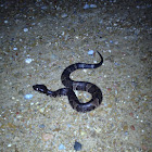 Western Cottonmouth