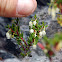 Chaura enana (Flower)