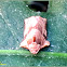 Homona Tortricid Moth