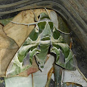 Oleander hawk moth
