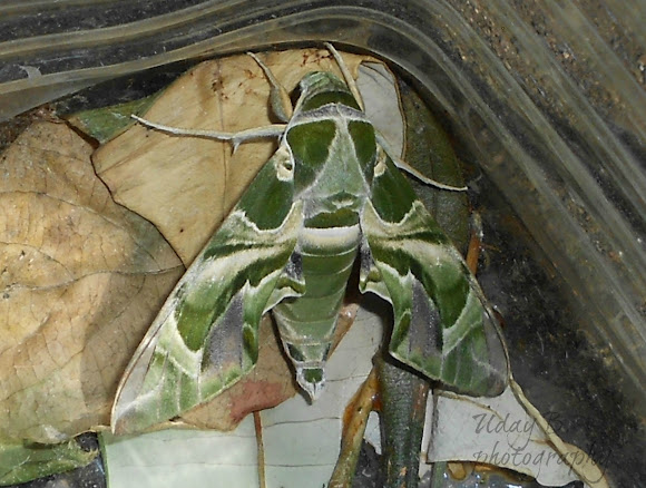 Spotting Image 1