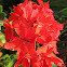 Red Pelargoniums