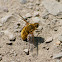 Bee Fly