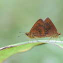 Chestnut Bob Mating
