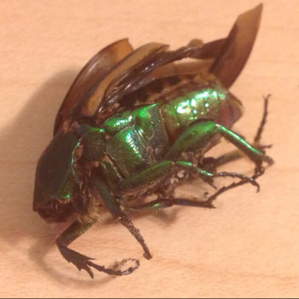 Figeater beetle Project Noah