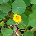Nasturtium
