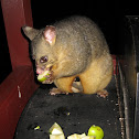 Common Brushtail Possum