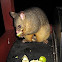 Common Brushtail Possum