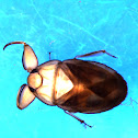 Creeping Water Bug