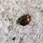 Multicolored Asian Lady Beetle