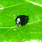 Genus Curinus