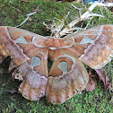 Moth