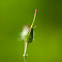 Herb Robert