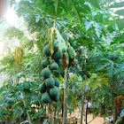 Papaya