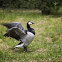 Barnacle Goose