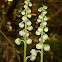 Common Wintergreen