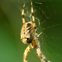 Cross Orbweaver