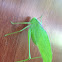 Katydid